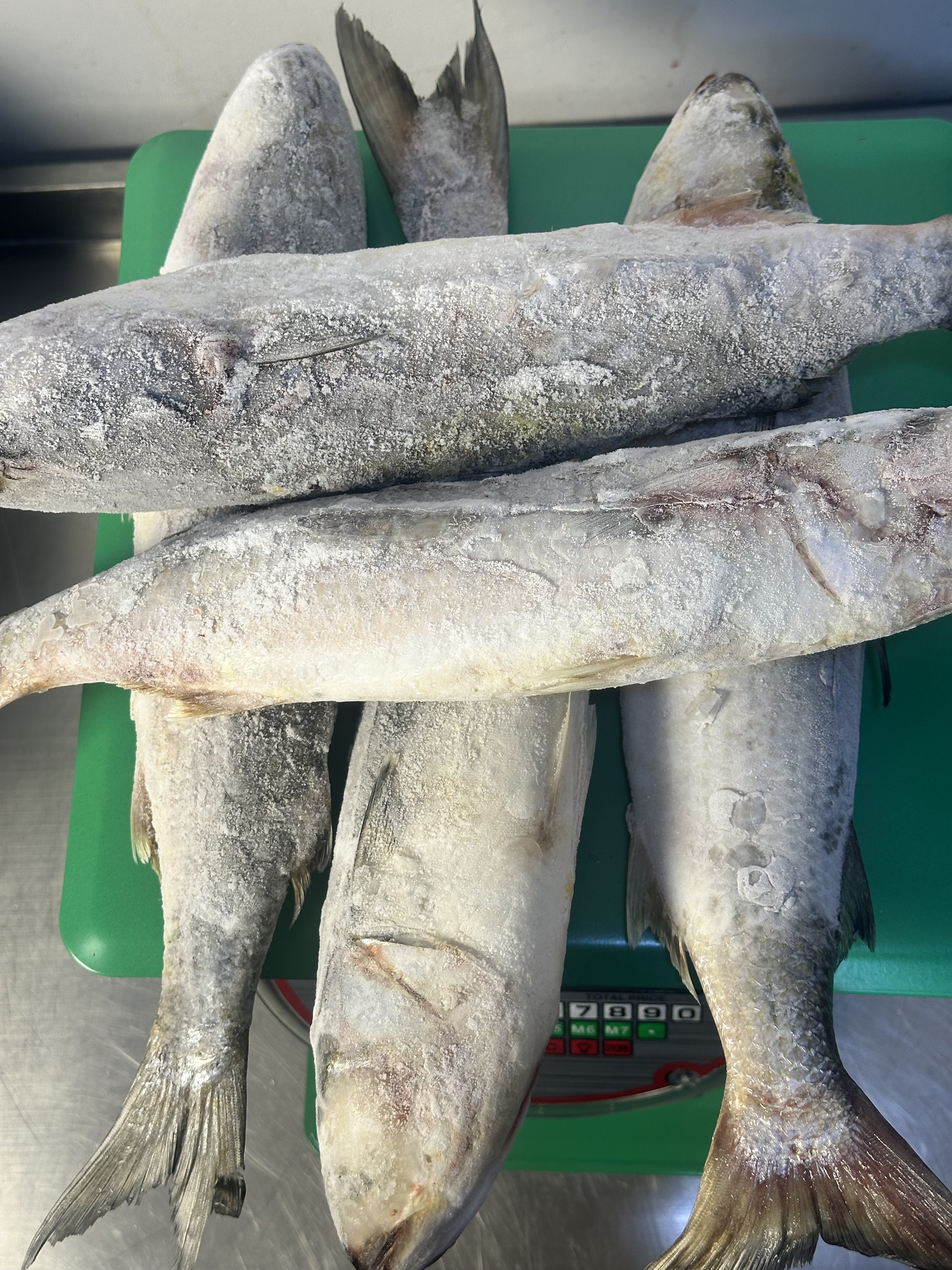 Mullet  Fish